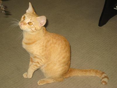 Kuchik - Domestic Medium Hair Cat