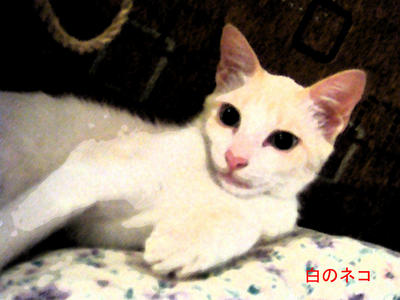 白 (Shiro) - Domestic Short Hair Cat