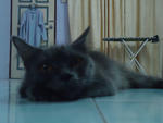 Luie Melody - Persian Cat