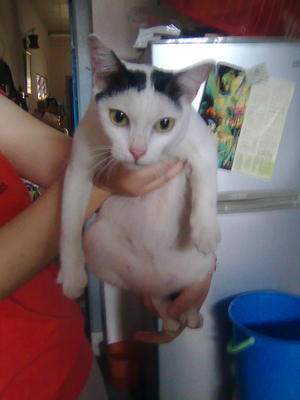 Manny Ooi - Domestic Short Hair Cat