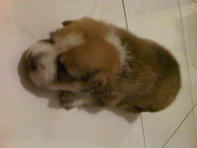 Ash - Siberian Husky + Beagle Dog