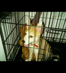Ash - Siberian Husky + Beagle Dog
