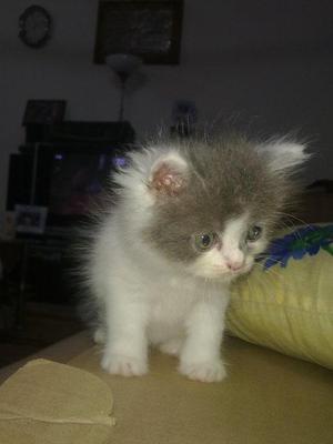Maro - Persian Cat