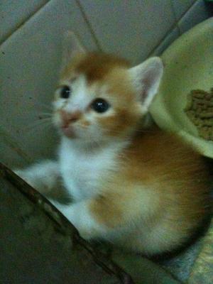 Hobbes - Domestic Short Hair Cat