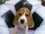 Miko - Beagle Dog