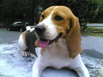 Miko - Beagle Dog