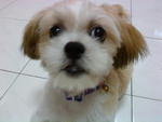 Coco - Shih Tzu Dog