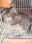 Found Chinese Crested Dog - Chinese Crested Dog Dog