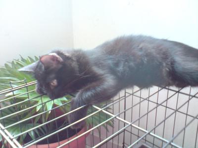 Cookie - Domestic Medium Hair Cat