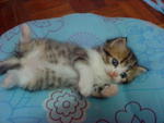 Cutie_4 (Sold) - Persian + Tabby Cat