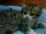 Cutie_4 (Sold) - Persian + Tabby Cat