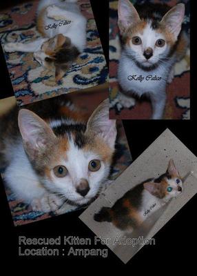 Kelly Calico - Domestic Short Hair + Calico Cat
