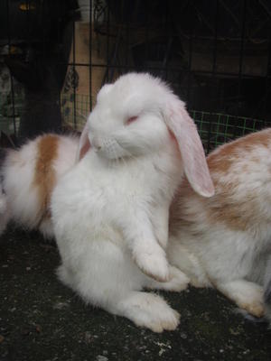 Lop - Lop Eared Rabbit
