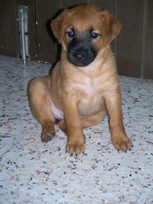 For Adoption-4 Adorable Female Pups - Mixed Breed Dog
