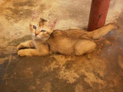 Lora - Domestic Short Hair Cat