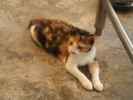 Dilah - Domestic Short Hair Cat