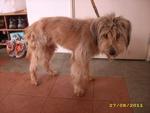 Haley - Wheaten Terrier Dog