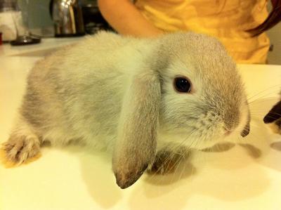 Blubber - Lop Eared + Bunny Rabbit Rabbit