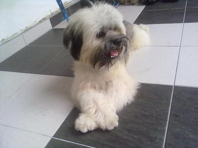 Jimmy - Shih Tzu + Silky Terrier Dog