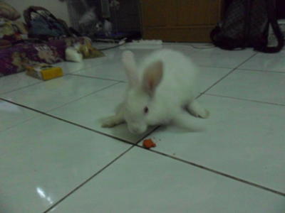 Lilly - Angora Rabbit Rabbit