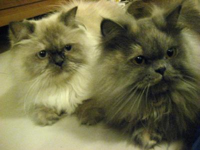 Coco &amp; Nino - Persian Cat