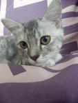 Muezza - Domestic Medium Hair + Domestic Long Hair Cat