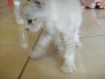 Que - Siamese + Domestic Short Hair Cat
