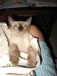 Tah Tah - Domestic Short Hair Cat