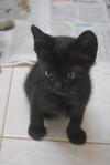 Blackiee - Domestic Medium Hair Cat