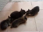 4 kittens rescued on July 23rd 2011