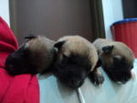 1 Month Mixed Breed Puppies  - Mixed Breed Dog