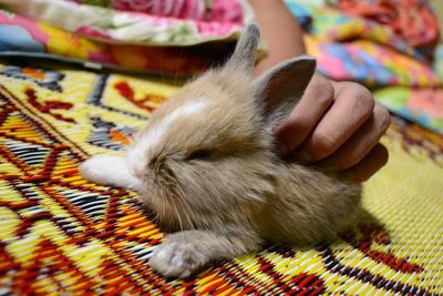 Sepet - Angora Rabbit Rabbit