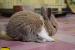 Sepet - Angora Rabbit Rabbit