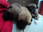 Cute Cute Cute Puppies - Mixed Breed Dog