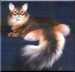 Debby - Persian Cat