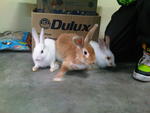 3 Bunnies For Adoption - Hotot Rabbit