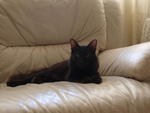 Mr Fluffers And Cocochino - Domestic Medium Hair + Siamese Cat