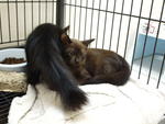 Mr Fluffers And Cocochino - Domestic Medium Hair + Siamese Cat