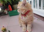 Oyen - Persian + Domestic Long Hair Cat
