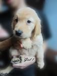 - Breed : Golden Retriever - Gender : Female - D.O.B : 6 August 2011 - Primary Color : Golden - Cond
