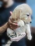 - Breed : Golden Retriever - Gender : Female - D.O.B : 6 August 2011 - Primary Color : Golden - Cond