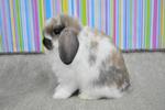 Hl6 - Holland Lop Rabbit