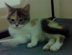 Dori - British Shorthair + Persian Cat