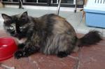 PF24255 - Tortoiseshell + Domestic Long Hair Cat