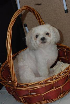 Happy - Shih Tzu Dog