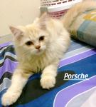Porsche - Persian Cat