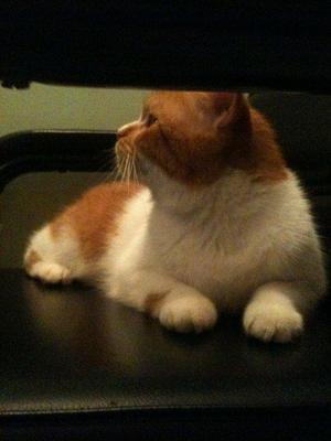 Rusthom - Persian + Domestic Medium Hair Cat