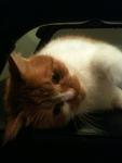 Rusthom - Persian + Domestic Medium Hair Cat