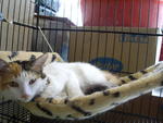 Kiki - Domestic Medium Hair + Persian Cat