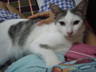 Cat Minyi - Domestic Medium Hair Cat
